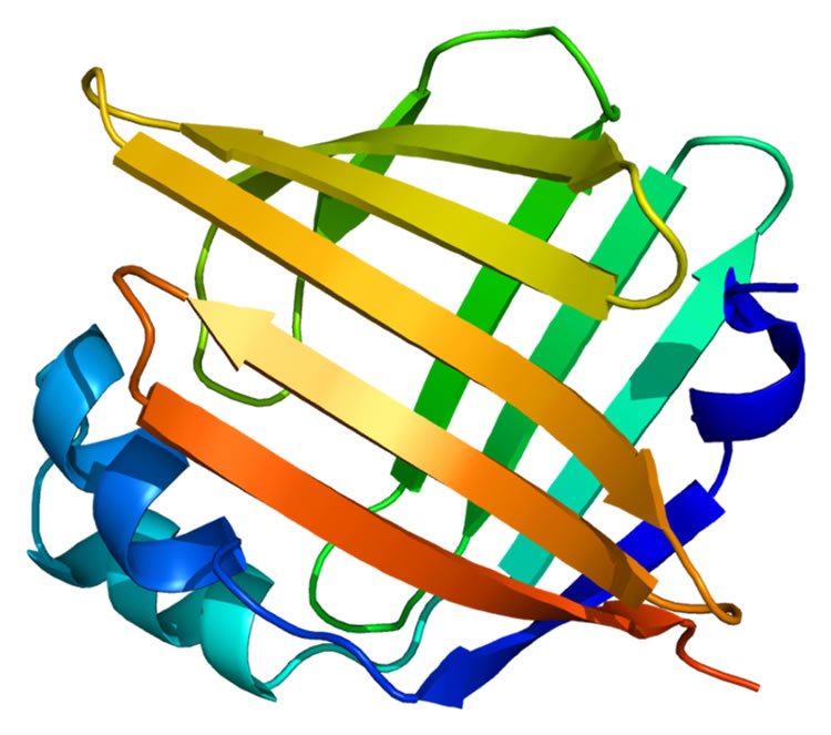 This image shows the structure of FABP5.